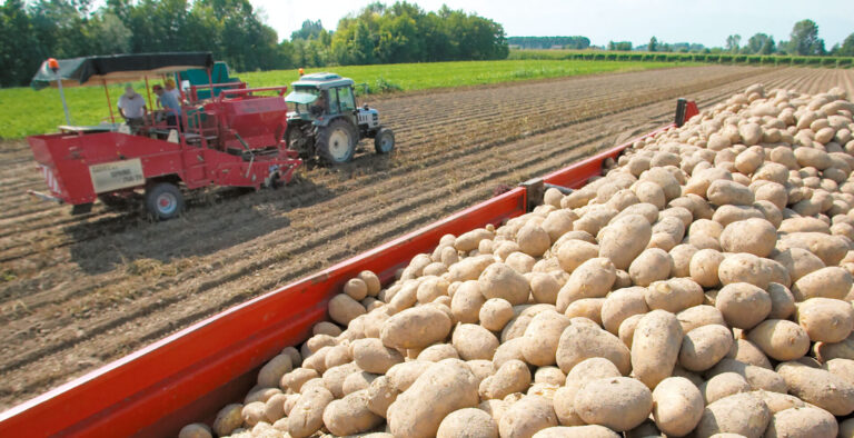 Patate. Battistoni (Mipaaf): “Al lavoro per costituzione Tavolo nazionale pataticolo
