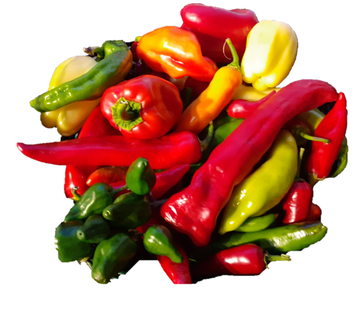 Peperoncini e peperoni. Ricostruita la storia evolutiva, ora è più facile ottenere nuove varietà