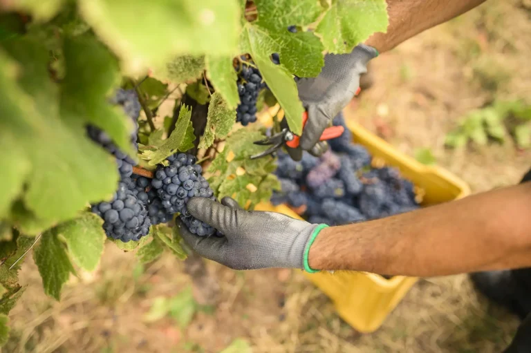 Vendemmia Lombardia: crescita del 15% rispetto al 2024, buona qualità