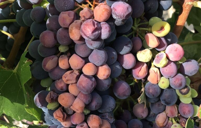 Le “scottature” da sole nuocciono anche alle viti. Asti Agricoltura propone alcuni rimedi