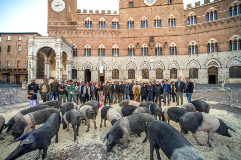 La Cinta Senese torna in Piazza del Campo, il Consorzio di tutela presenta la nuova campagna promozionale