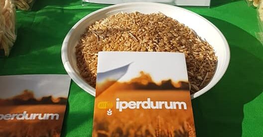 Iperdurum, nasce dalla ricerca il super-grano pugliese. Più proteine, maggiore resistenza alle micotossine