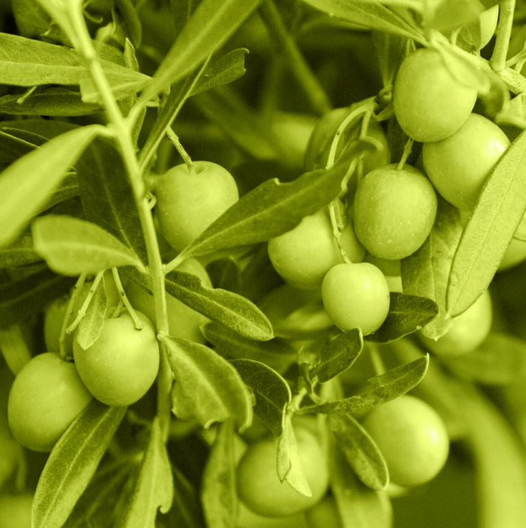 La Dop olio di Brisighella compie 25 anni. Studiosi a confronto sull’olivicoltura di frontiera
