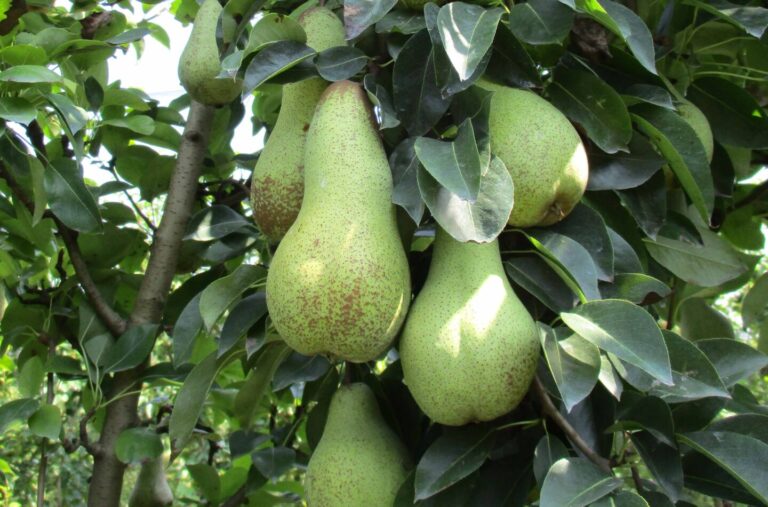 Ortofrutta. Mai così giù, serve un rilancio. Intervista a Paolo Bruni, presidente di CSO Italy