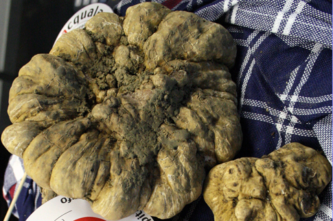 Expo Dubai. Tartufo italiano e Grana Padano, alla scoperta eccellenza Made in Italy. Anteprima Crea il 28 febbraio