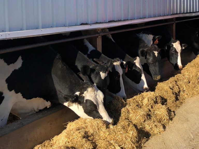 DNC Bovina. Coldiretti Sardegna: Necessario contenere il contagio, gli allevatori non devono essere lasciati soli