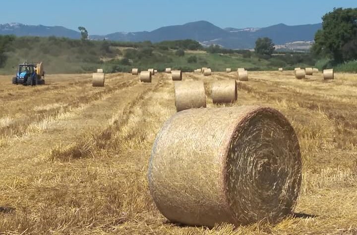 Lettera. Dalle chiacchiarate con Decio Scardaccione ai Patti agrari. Nel Dopoguerra uomini veri, e oggi?