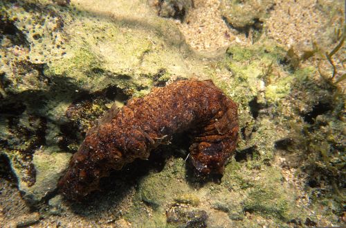 Vietata la pesca delle Oloturie: un importante passo avanti per la difesa del mare
