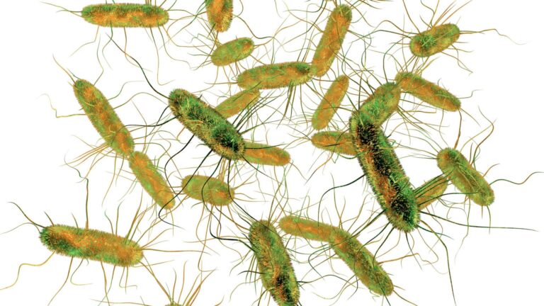 Calo nel 2020 dei casi di malattie zoonotiche riferite nell’uomo e delle infezioni veicolate da alimenti