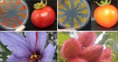 Innovazione. ENEA lancia un nuovo metodo per produrre molecole da pomodoro e lievito contro le maculopatie