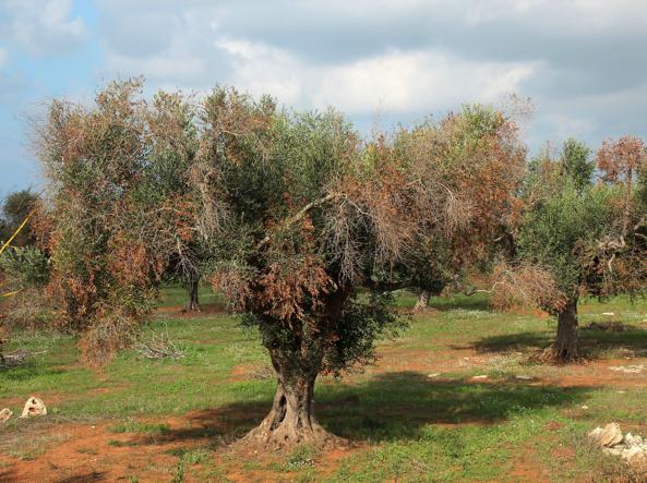 Xylella: Coldiretti Puglia denuncia l’immobilismo burocratico e scrive all’assessore Pentassuglia
