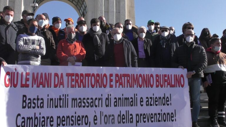 Coordinamento bufalino attacca giunta campana. ‘Operato è irresponsabile e provocatorio’