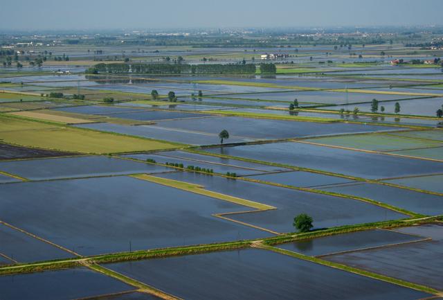 Stop al riso asiatico.  L’UE approva il mantenimento della clausola di salvaguardia. Dall’Italia il 50% del riso europeo