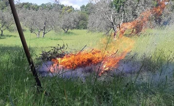 Abbruciamento residui di potatura sul Gargano, serve deroga. Gli olivicoltori non riescono a smaltire il frascame