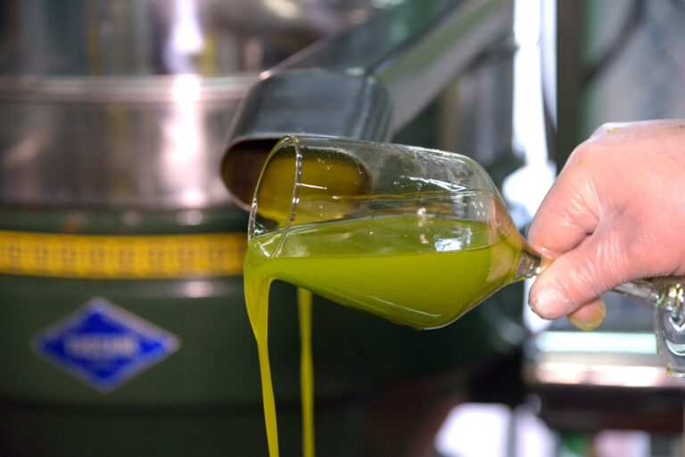 Olio Extravergine. Nel 2023 310.000 ton, ma scendono gli EVO a marchio Bio e IG. Puglia e Toscana le regine per produzione