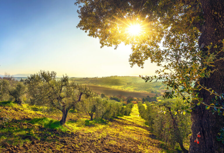 Regione Toscana e Città dell’Olio insieme per la promozione dell’oro verde