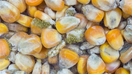 Focus Micotossine. Il CREA partecipa al workshop ‘Qualità delle materie prime: le più recenti evidenze sulle micotossine’