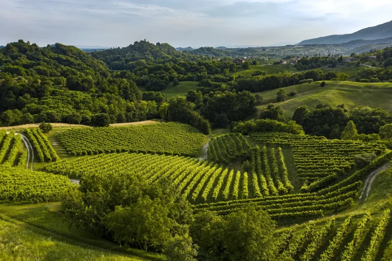 La Recantina: vitigno da valorizzare. L’11 luglio a Nervesa della Battaglia