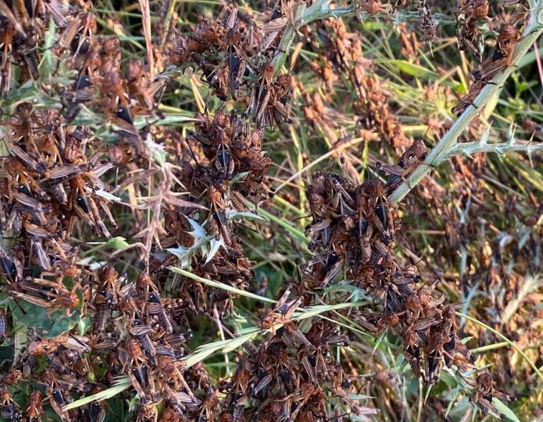 Sardegna. L’invasione delle cavallette mette in ginocchio l’agricoltura e gli allevatori a corto di pascoli e foraggi