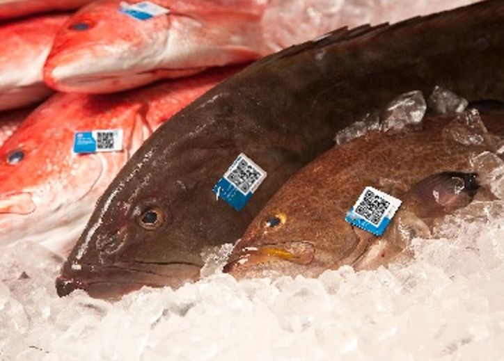 Pesca-Chain: il progetto sull’utilizzo di tecnologie innovative per la tracciabilità nel settore della pesca