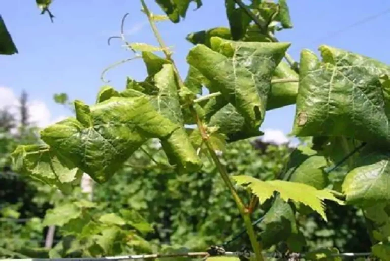 Viticoltura. Flavescenza dorata: Regione Toscana attiva contributo alle imprese agricole danneggiate