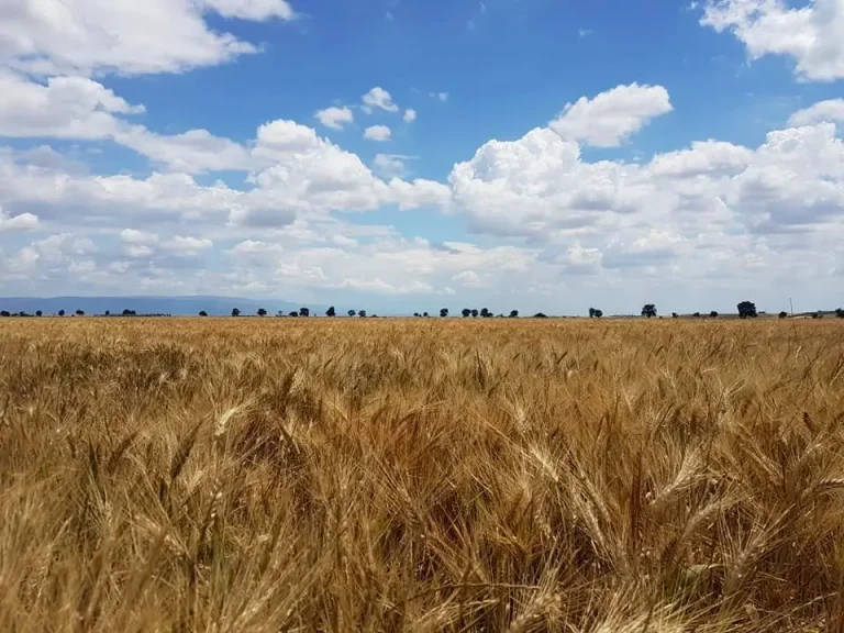 Grano duro, aumentano le importazioni in Italia nel 2025: +26,5% nei primi 4 mesi per oltre 1 milione di tonnellate