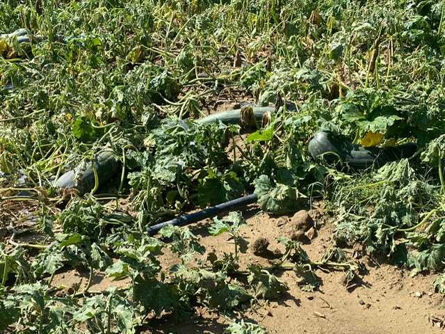 Maltempo. Conaf (Agronomi e Forestali): progettare una strategia per un territorio fragile