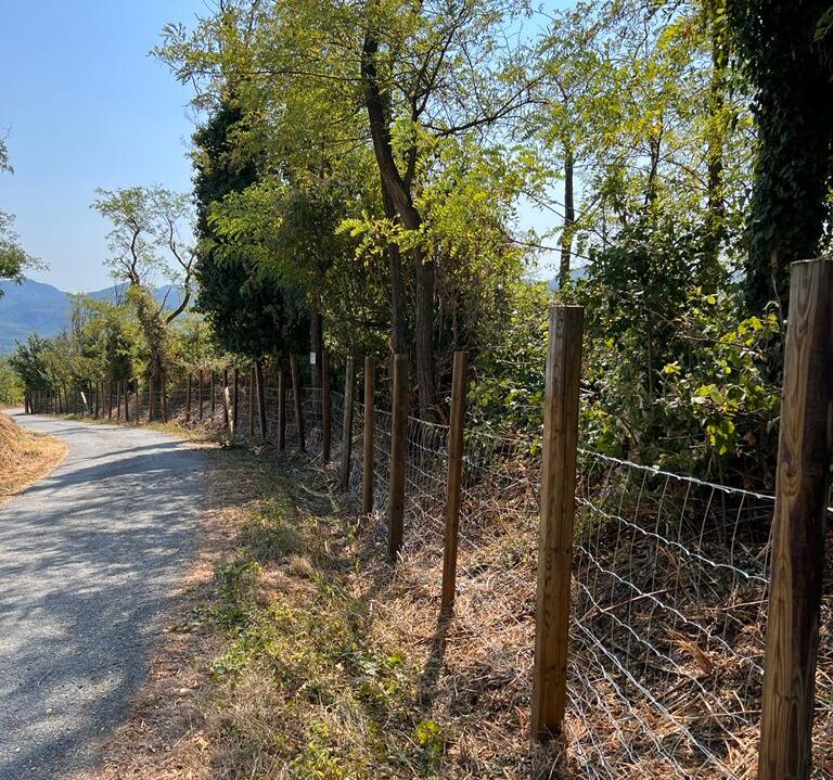 In Lombardia al via i lavori per la barriera contro i cinghiali e la Peste Suina