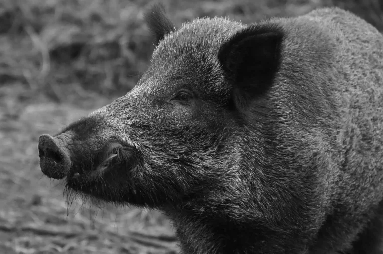 Fauna selvatica, Cia: subito ulteriori modifiche alla Legge 157/92