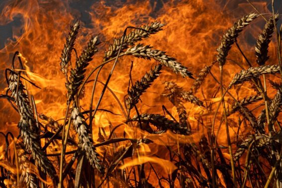 Ucraina. Tra fronti e cambi di guardia, così va avanti l’agricoltura in tempi di guerra