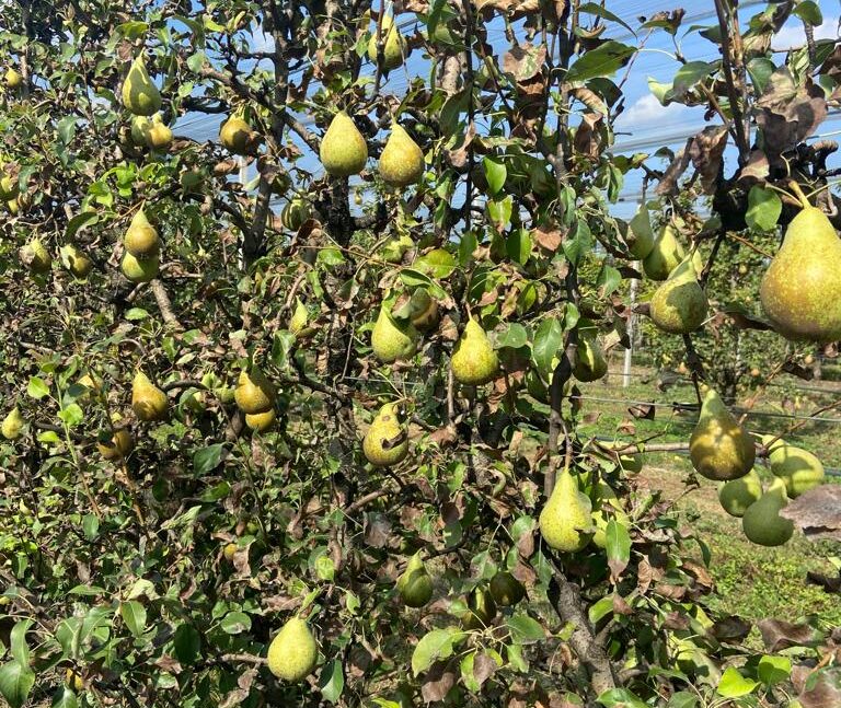 Pere. In Veneto allarme siccità dopo le gelate primaverili. Confagricoltura, a rischio il raccolto