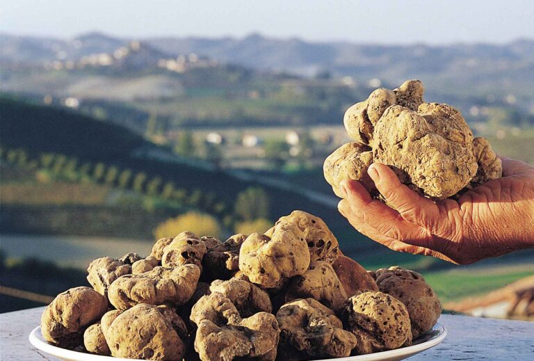 Tartufo bianco, prezzi contenuti e corsa agli acquisti: 3 mila euro al kg (pezzature da 50 gr.) 1 terzo in meno 2022