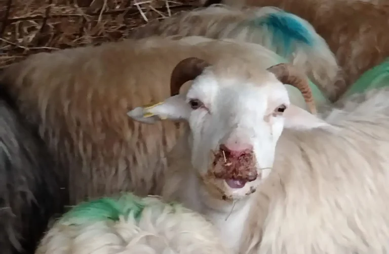 Nel Lazio è di nuovo allarme Blue Tongue