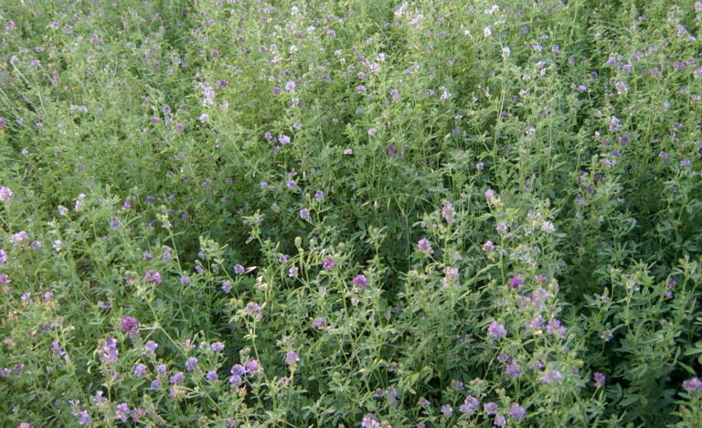Sementi di erba medica in natura certificata. Ecco il prezzo per il 2022