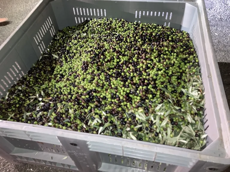 Olio. Ipotesi di proroga di un anno per il limite delle sei ore per la consegna delle olive da commercianti a frantoi