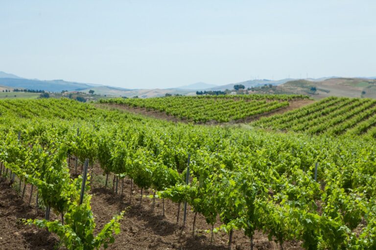 Agricoltura italiana: negli ultimi 5 anni +28% stranieri alla guida delle aziende agricole. Toscana e Sicilia con il tasso più alto