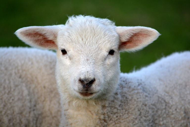 L’Agnello di Sardegna IGP entra nelle scuole per promuovere il KM 0