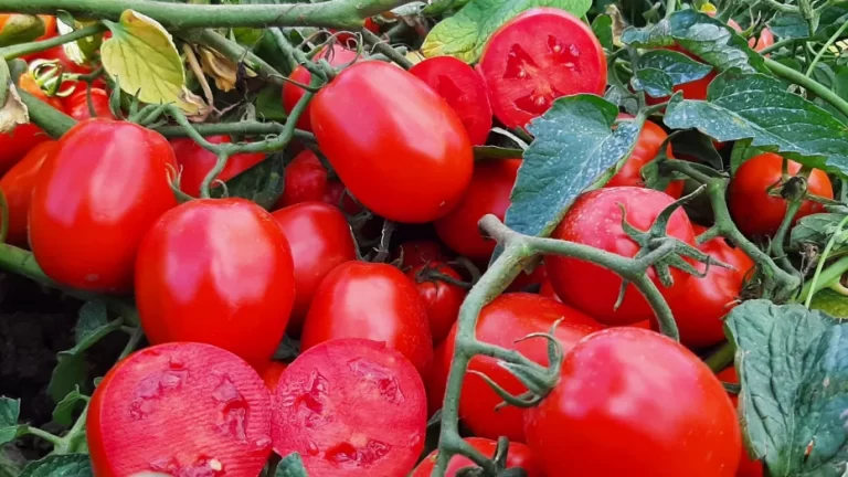 Pomodoro. La Dop Puglia sempre più vicina alla approvazione. Obiettivo il rilancio della qualità pugliese