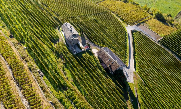Contrasto alla siccità. CreaFuturo: i vigneti resilienti del progetto REVINE e modelli viticoli per la fertilità dei suoli