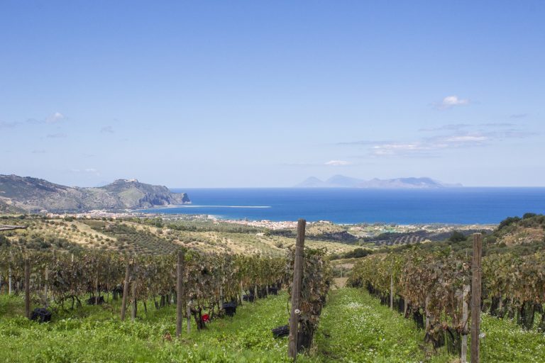 Vino. In Sicilia nasce il Consorzio della Doc Mamertino
