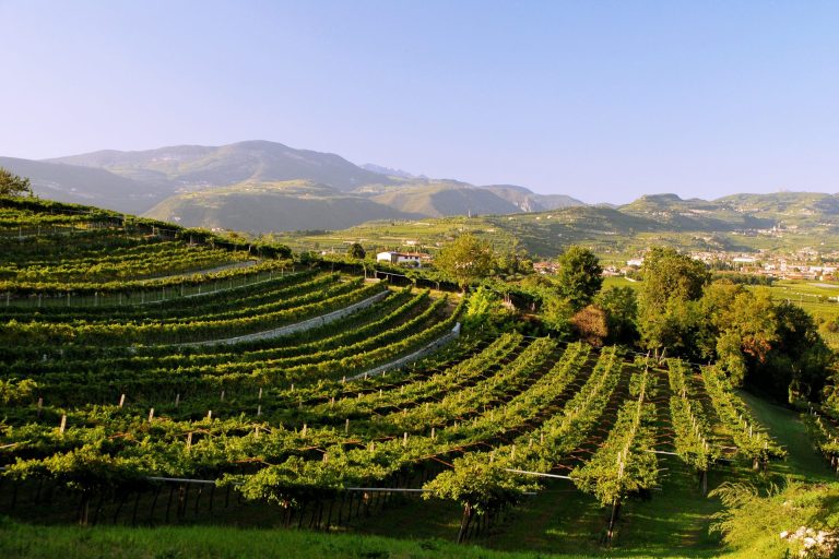 Vigneto Italia asset da 56 miliardi di euro, 674 mila ettari di vite per 84 mila euro a ettaro di valore medio