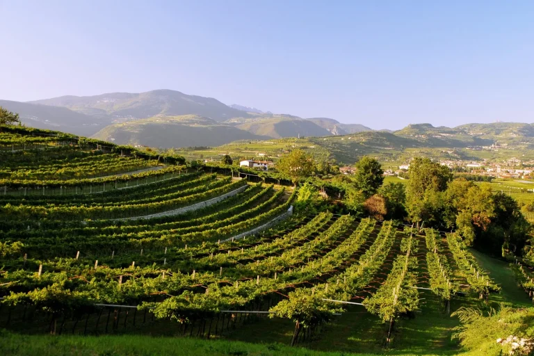 Valpolicella, Consorzio Vini: Garantire sostenibilità socioeconomica a imprese e equilibrio in mercato in tensione