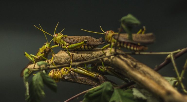 Farine di insetti. Confagricoltura chiede una etichettatura trasparente