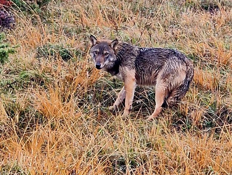 Ridotto lo status di protezione del lupo nella Convenzione di Berna 