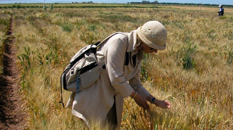 Seminativi. ENEA individua varietà di grano duro che risponde meglio alla siccità