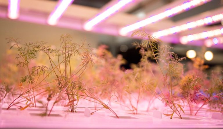 Vertical farm. Riaddomesticare le piante o puntare sulla tecnologia? A Novel Farm se ne parla
