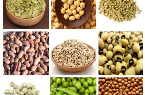 Le leguminose in alimentazione animale. La soia (geneticamente modificata) e le altre: pisello, fava, lupino, quar