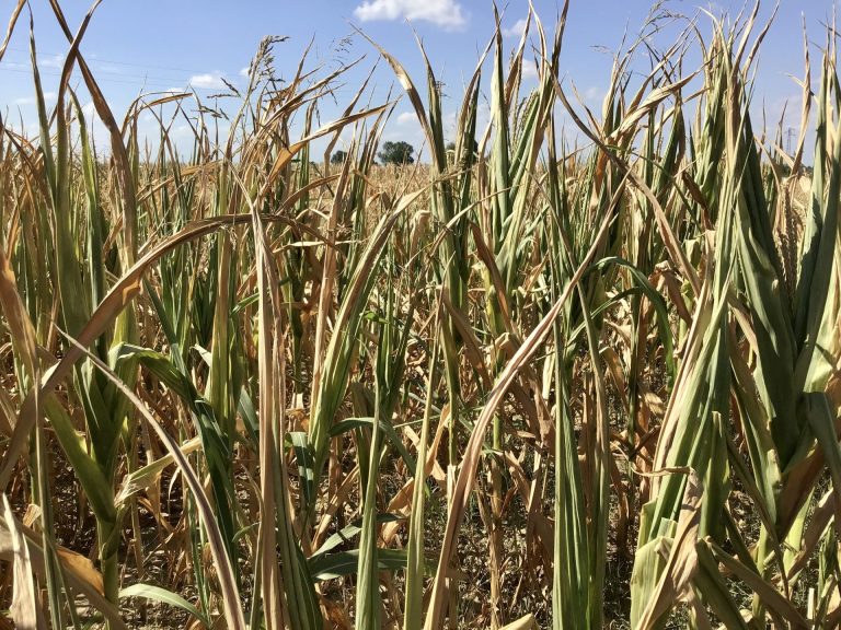 Siccità in Sicilia, al via sul SIAN la presentazione delle domande di aiuto per i danni causati alla produzione di cereali, legumi e foraggere