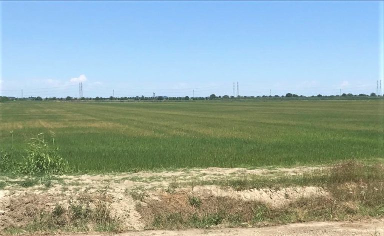 Riso. Preoccupa la siccità nel Delta del Po previsto un calo delle semine.
