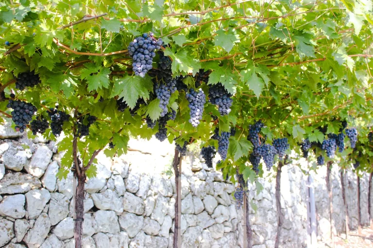 Vendemmia, Valpolicella: si annuncia annata equilibrata. Marchesini: riduzione produttiva per mantenere competitività
